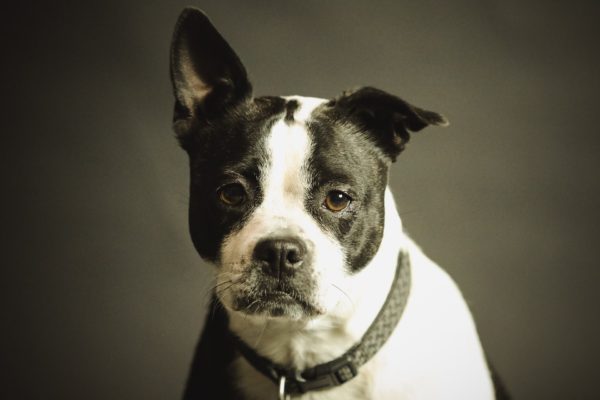Psí oči: Nejčastější problémy, prevence a kdy k veterináři