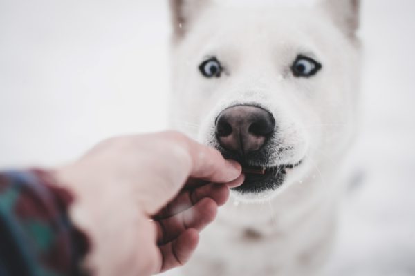 Bones and Raw Food aneb pozdní hosti jedí kosti