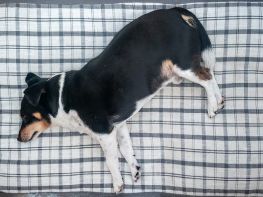 SOS: Máme doma psího tlouštíka