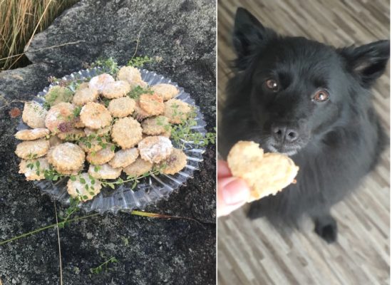 Mezinárodní den psů – oslavme společně psí svátek