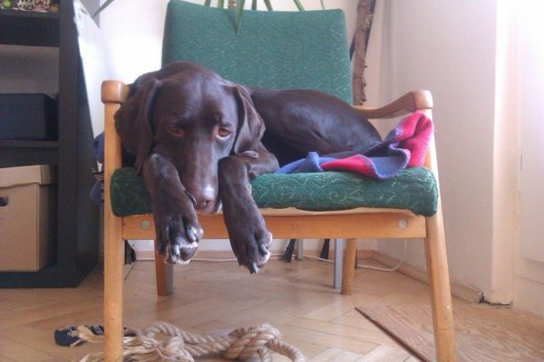 Adopce z útulku aneb jak lovec Zuzka nový domov našla