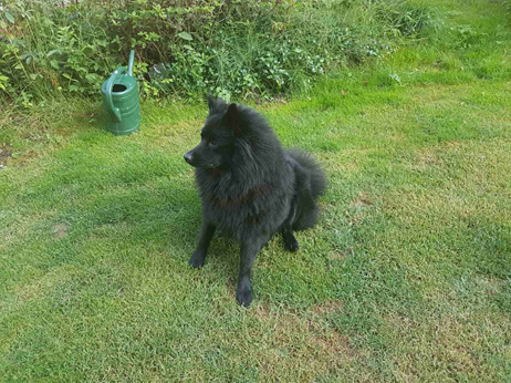 Tosca