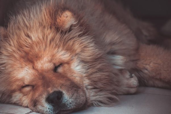 Přečti si páníčku a tom, jak mít spokojenou kůži. Pak na mě můžeš aplikovat drbací terapii.