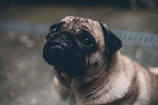 Tajemství psí mimiky aneb co se honí hlavou vašemu chlupáčovi?