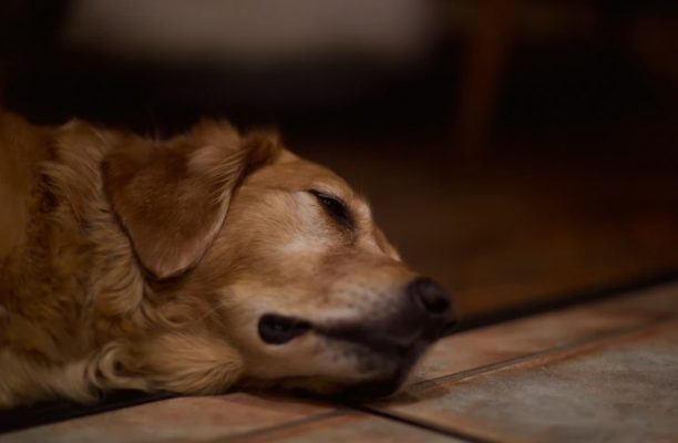 Epilepsie u psů – mohou s tímto onemocněním žít normální život