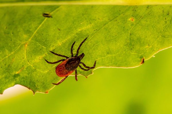 Nedejte klíšťatům šanci! 7 míst na, která se vyplatí pravidelně kontrolovat