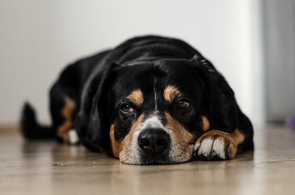 Kdo chce psa bít: dobré důvody, proč fyzické tresty nepatří do výchovy psa