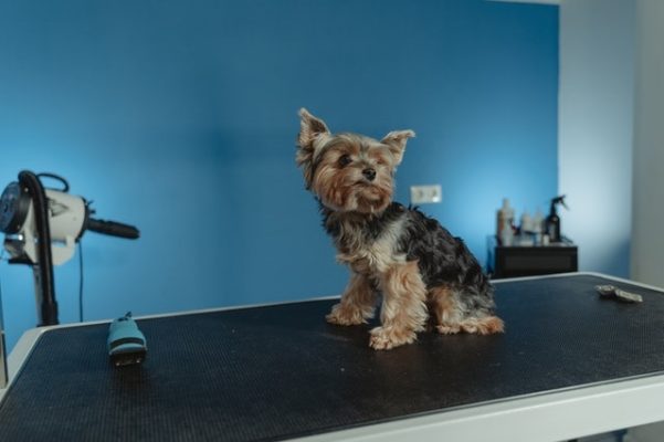 Průvodce psím očkováním: Která byste neměli opomenout?