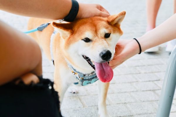 Můj pes se nechce nechat hladit – co můžu dělat?