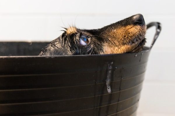 Domácí šampon pro psy – recepty pro efektivní a šetrnou psí hygienu