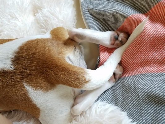 Syndrom mrtvého ocasu – jak problém rozpoznat a léčit?