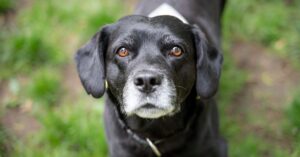 Pes k adopci – BAKY, 7-8 let