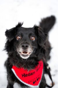 Pes k adopci – BOBEŠ, 11 let