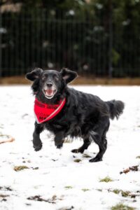 Pes k adopci – BOBEŠ, 11 LET