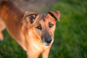 Pes k adopci – BONY, 8 let