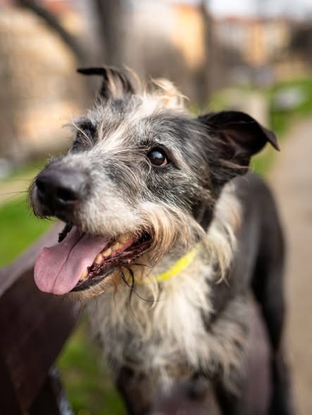 FRANKIE, 8 let – pes k adopci