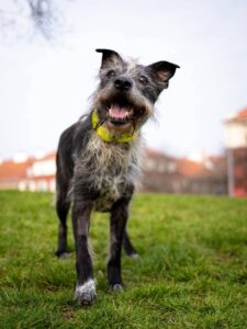 Pes k adopci – FRANKIE, 8 LET
