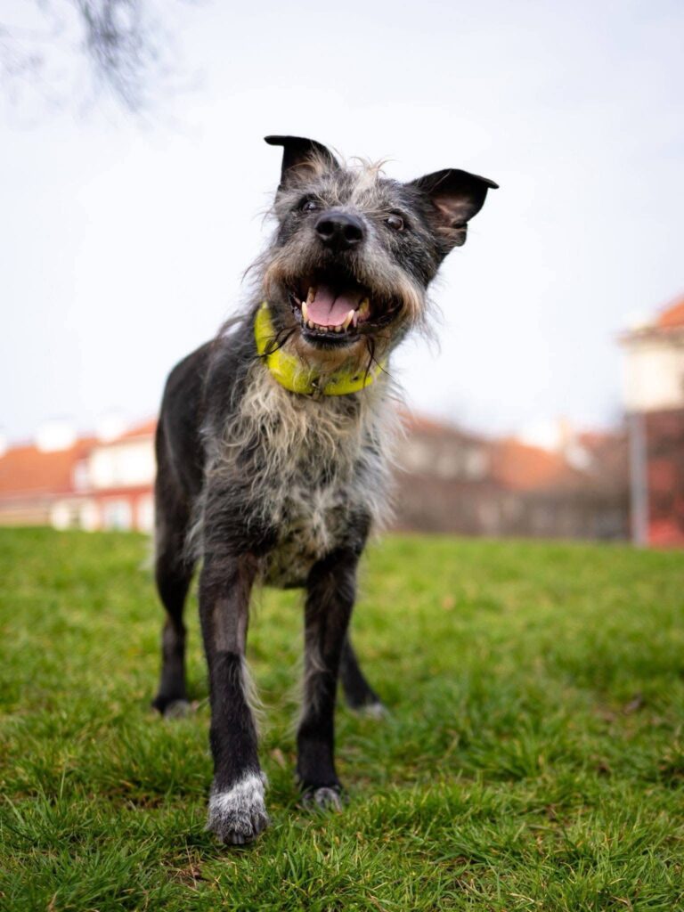 FRANKIE, 8 LET – pes k adopci