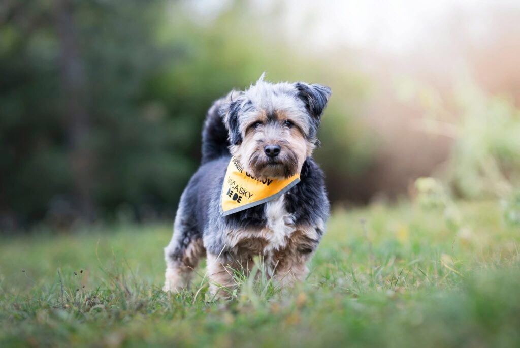 FREDY, 6 let – pes k adopci