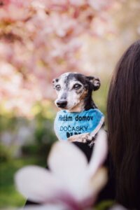 Pes k adopci – HUGO, 12 LET