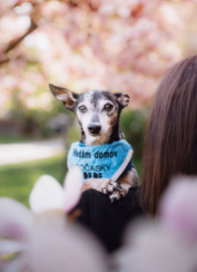 Pes k adopci – HUGO, 12 LET