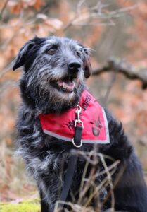 Pes k adopci – KAČENKA, 7 let