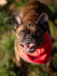 Pes k adopci – MARRY, 8 let