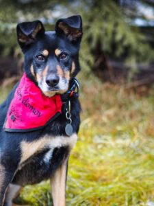 Pes k adopci – MÁŠA, 9 let