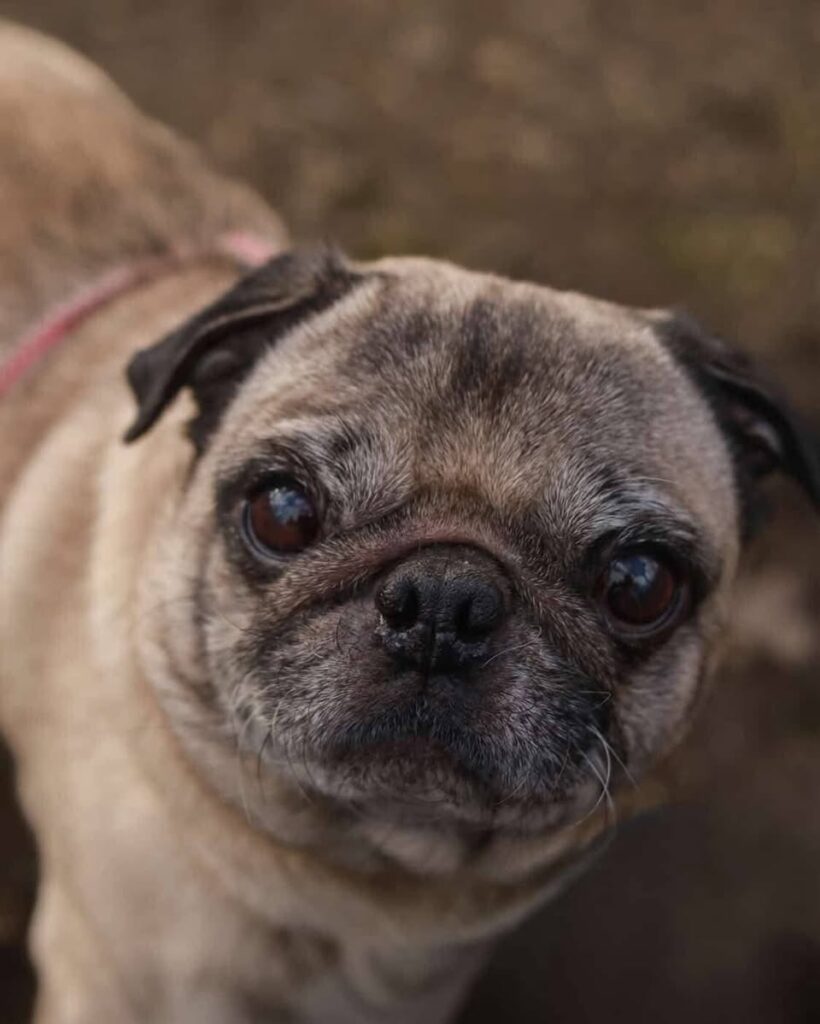 MAXÍK, 7 let – pes k adopci