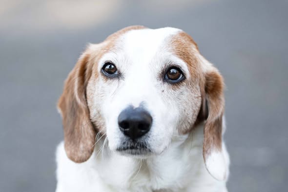 MAXÍK, 10 let – pes k adopci
