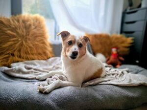 Pes k adopci – MÍŠA, 7 let