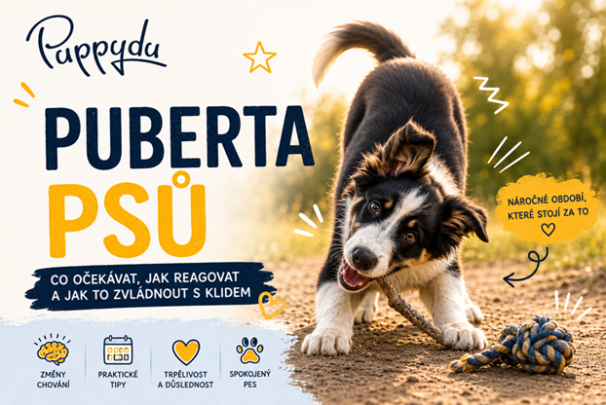 Psí puberta