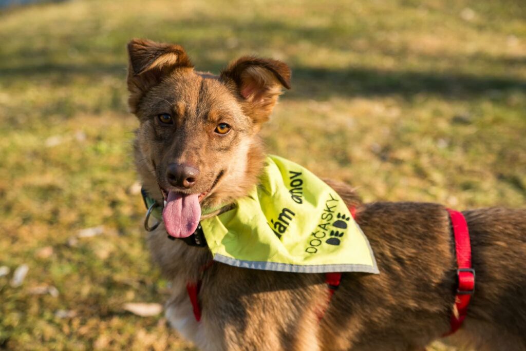 RENATKA, 10 měsíců – pes k adopci