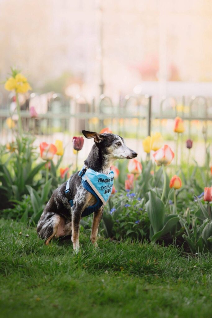 Pes k adopci HUGO, 12 LET – fotografie 3