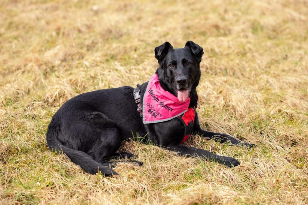ENGIE, 8 LET – pes k adopci