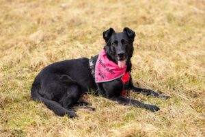 Pes k adopci – ENGIE, 8 LET