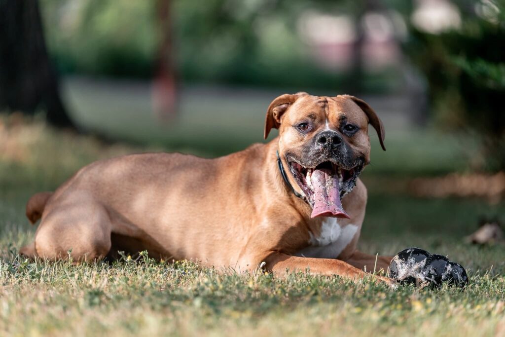 LAKY, 5 LET – pes k adopci