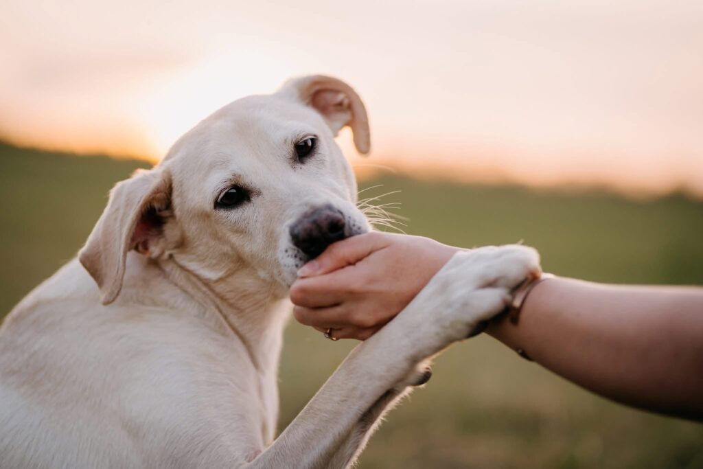 RONÍK, 3 ROKY – pes k adopci