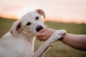 Pes k adopci – RONÍK, 3 ROKY