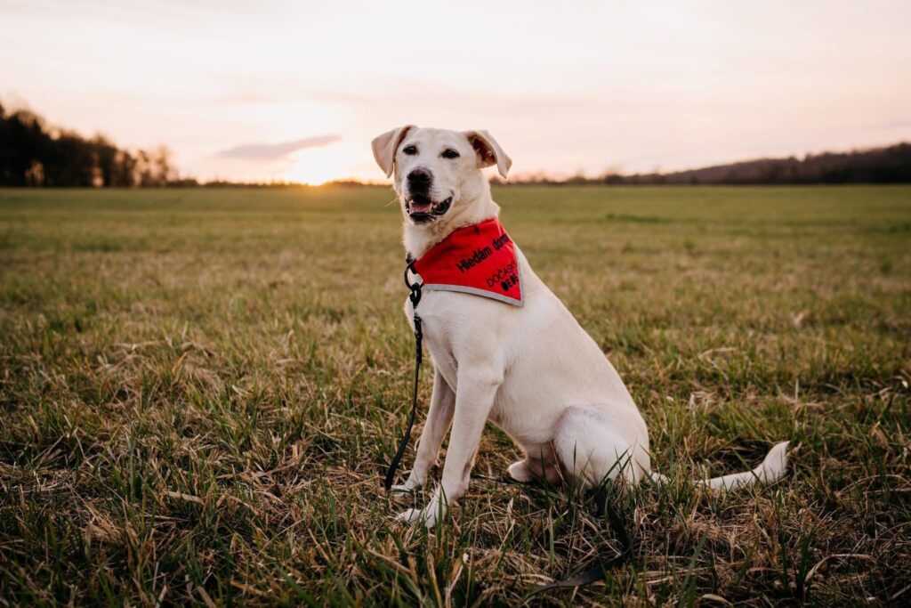 světlý labrador sedící na louce