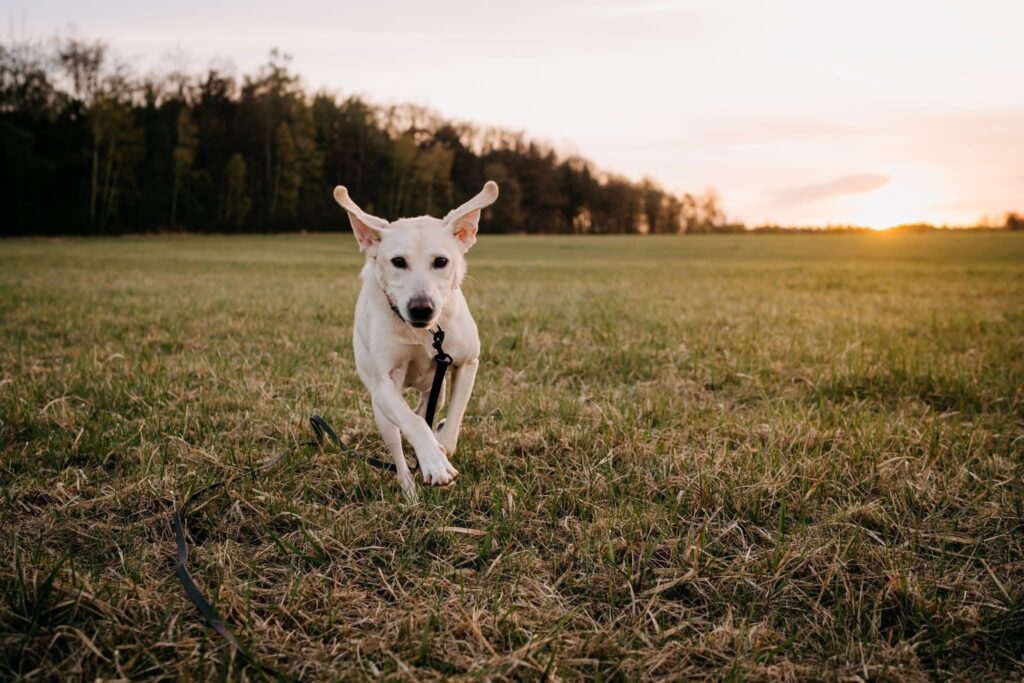 Pes k adopci RONÍK, 3 ROKY – fotografie 3