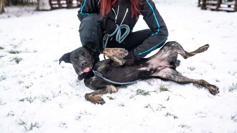 Pes k adopci ARTHUR, 2 ROKY – fotografie 10