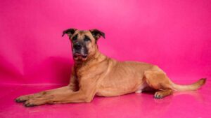 Pes k adopci – FIN – SEBASTIAN, 7 LET