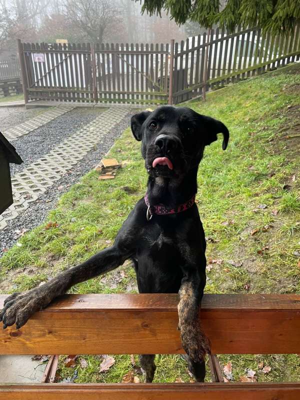Pes k adopci ARTHUR, 2 ROKY – fotografie 1