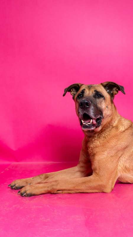 Pes k adopci FIN – SEBASTIAN, 7 LET – fotografie 24