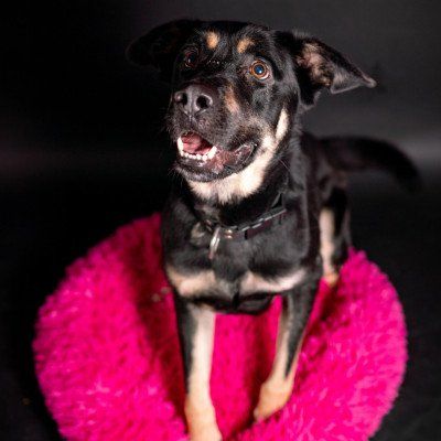 Pes k adopci PERSI, 3 ROKY – fotografie 7