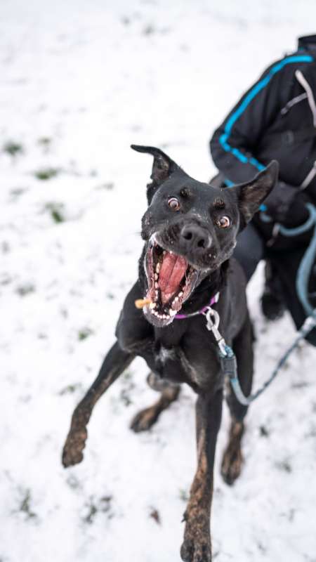 Pes k adopci ARTHUR, 2 ROKY – fotografie 13