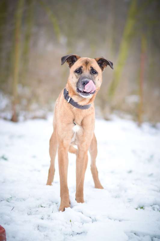 Pes k adopci FIN – SEBASTIAN, 7 LET – fotografie 37