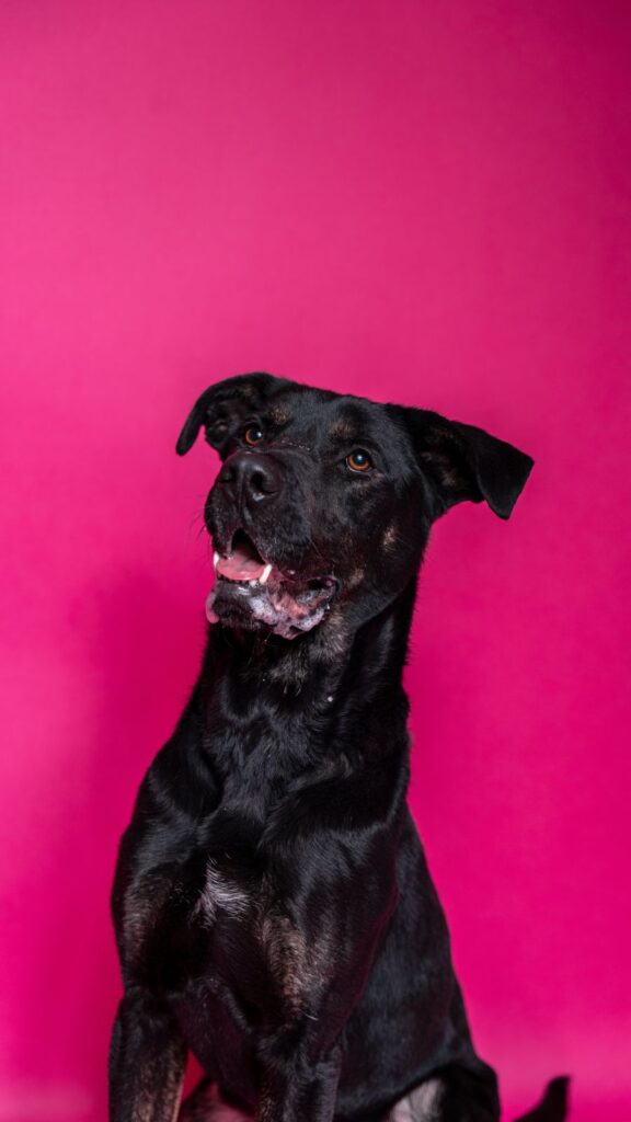 Pes k adopci ARTHUR, 2 ROKY – fotografie 6