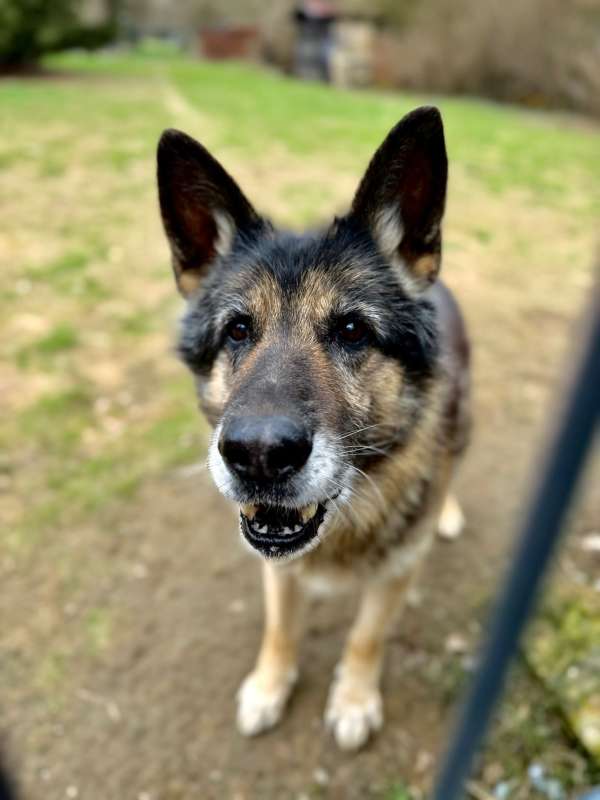 Pes k adopci ASKIN, 17 LET – fotografie 2